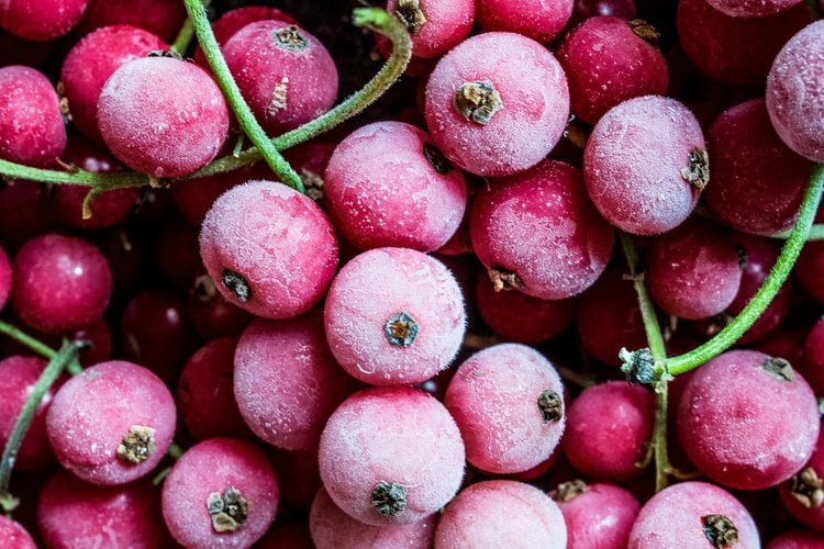 The Riberry was discovered by the Europeans in 1770 when they arrived in Australia with Captain James Cook. Botanist Joseph Banks simply recorded the Riberry as ‘a small red fruit’.
